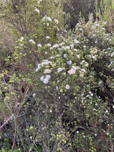 Agathosma elegans, photographed by Dave U