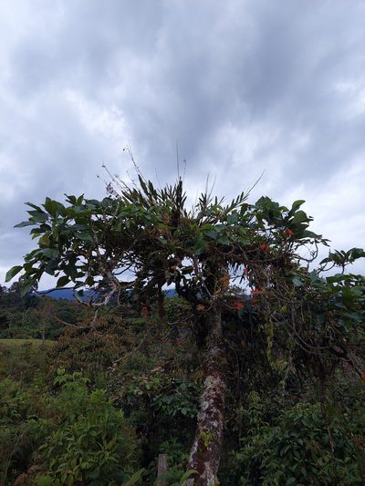 Epidendrum blepharistes, photographed by Daniel Mesa