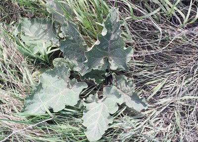 Arctium tomentosum, photographed by Yurii Basov