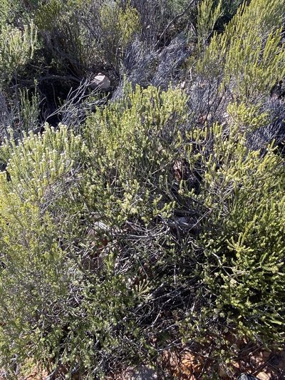 Agathosma roodebergensis, photographed by Dave U