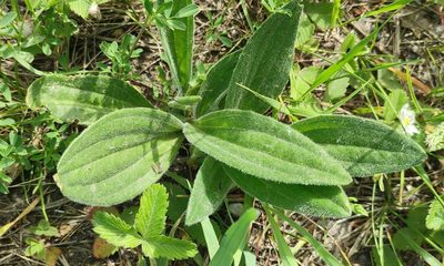 Plantago urvillei, photographed by Yurii Basov