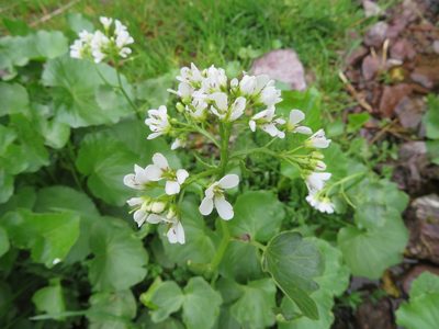 Cardamine asarifolia, photographed by Marco Mussita