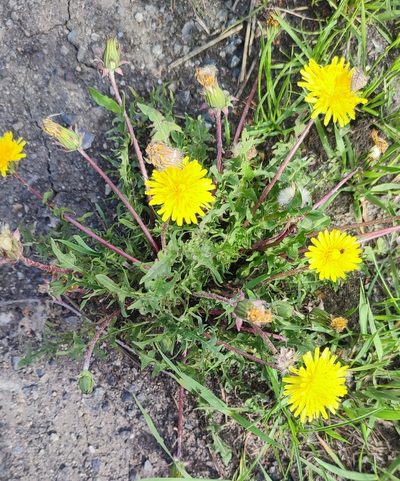 Taraxacum scariosum, photographed by Yurii Basov