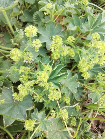 Alchemilla monticola, photographed by Marina Potapova