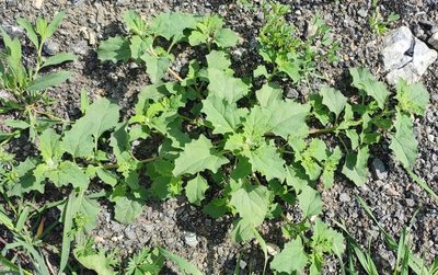 Atriplex tatarica, photographed by Yurii Basov
