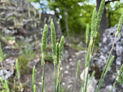 Phleum phleoides, photographed by Pavel Kacl