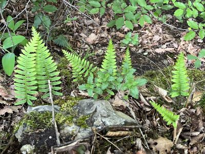 Polypodium vulgare, photographed by Pavel Kacl