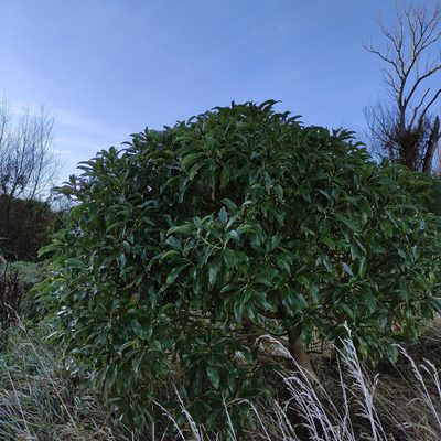 Myoporum laetum, photographed by Jenny Saito