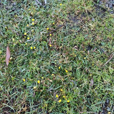 Cotula coronopifolia, photographed by Jenny Saito