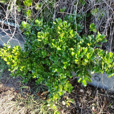 Coprosma repens, photographed by Jenny Saito
