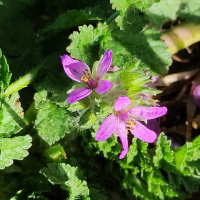Erodium moschatum, photographed by Jenny Saito