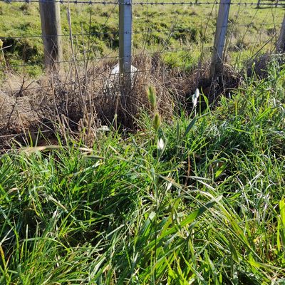 Bromus catharticus, photographed by Jenny Saito