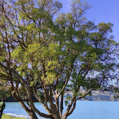 Myoporum laetum, photographed by Jenny Saito