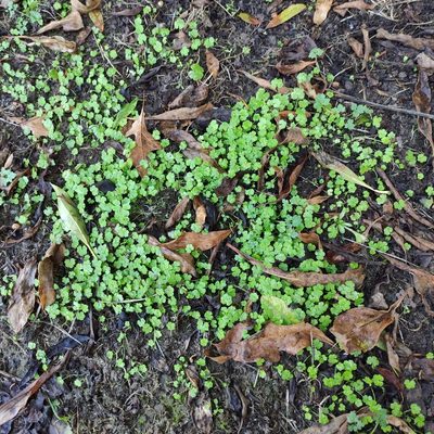Hydrocotyle heteromeria, photographed by Jenny Saito