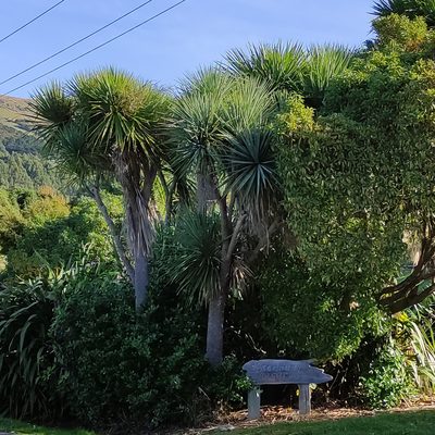 Cordyline australis, photographed by Jenny Saito