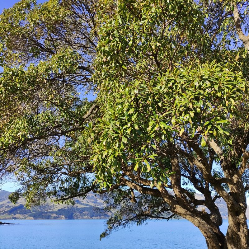 Myoporum laetum, photographed by Jenny Saito