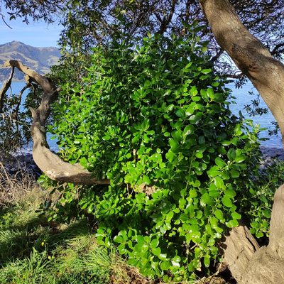 Coprosma repens, photographed by Jenny Saito