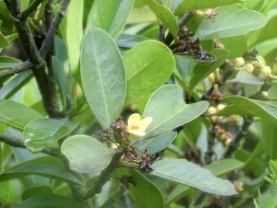 Garcinia oblongifolia, photographed by Toby Y