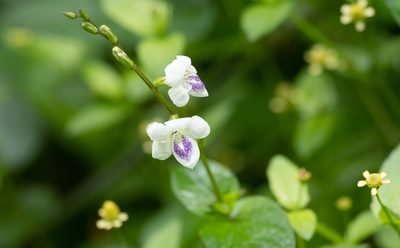 Asystasia intrusa, photographed by Forest Botial-Jarvis