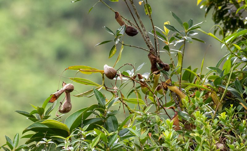 Nepenthes graciliflora, photographed by Forest Botial-Jarvis