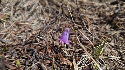 Soldanella pusilla, photographed by Philipp