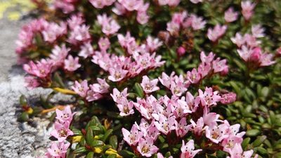 Kalmia procumbens, photographed by Philipp