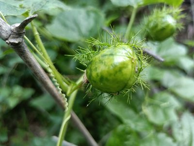Passiflora vesicaria, photographed by 五色鳥