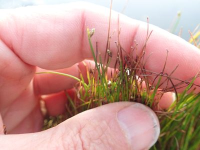 Isolepis cernua, photographed by Arnim Littek