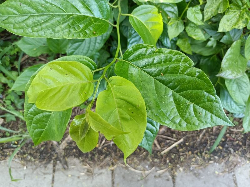 Ehretia resinosa, photographed by 五色鳥