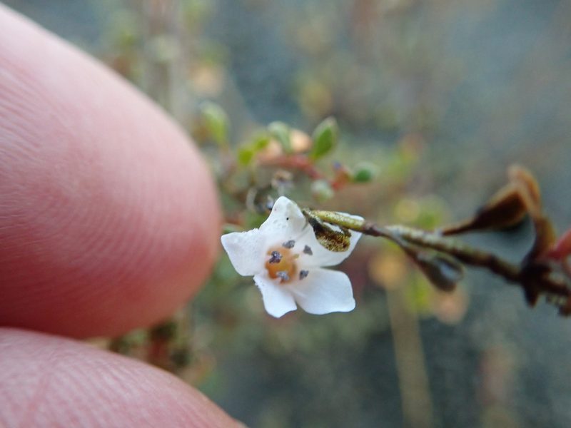 Samolus repens, photographed by Arnim Littek