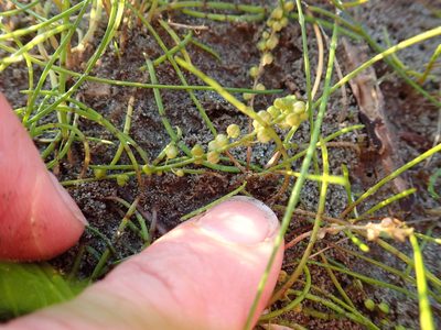 Triglochin striata, photographed by Arnim Littek