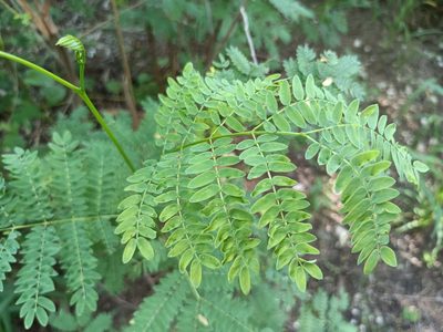 Leucaena leucocephala, photographed by 五色鳥