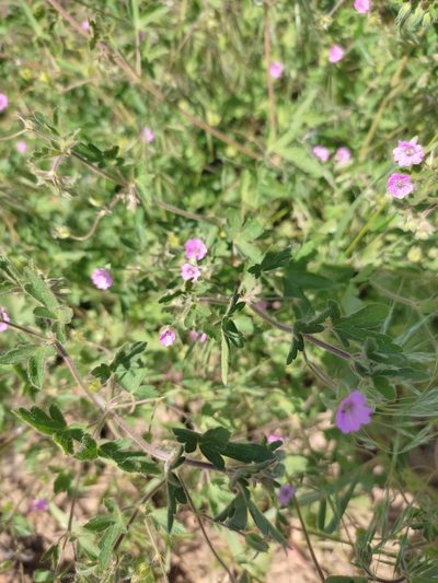 Geranium divaricatum, photographed by Дима Орлов