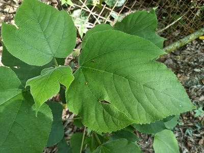 Broussonetia papyrifera, photographed by 五色鳥