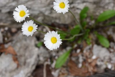 Aster bellidiastrum, photographed by Thorsten Hackbarth