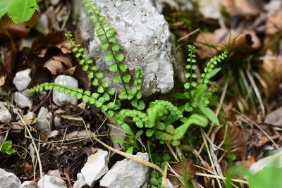 Asplenium viride, photographed by Thorsten Hackbarth