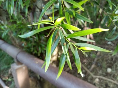 Acacia confusa, photographed by 五色鳥