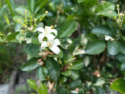 Murraya paniculata, photographed by 五色鳥