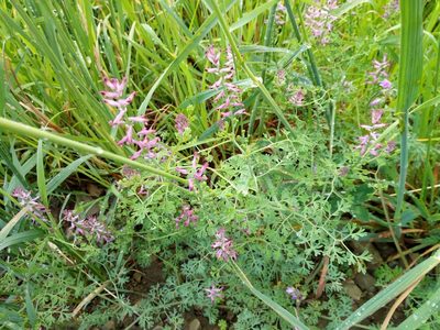Fumaria officinalis, photographed by Vladimír Fuka