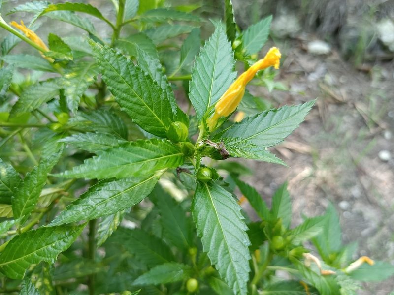Turnera ulmifolia, photographed by 五色鳥