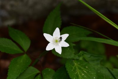 Anemonoides trifolia
