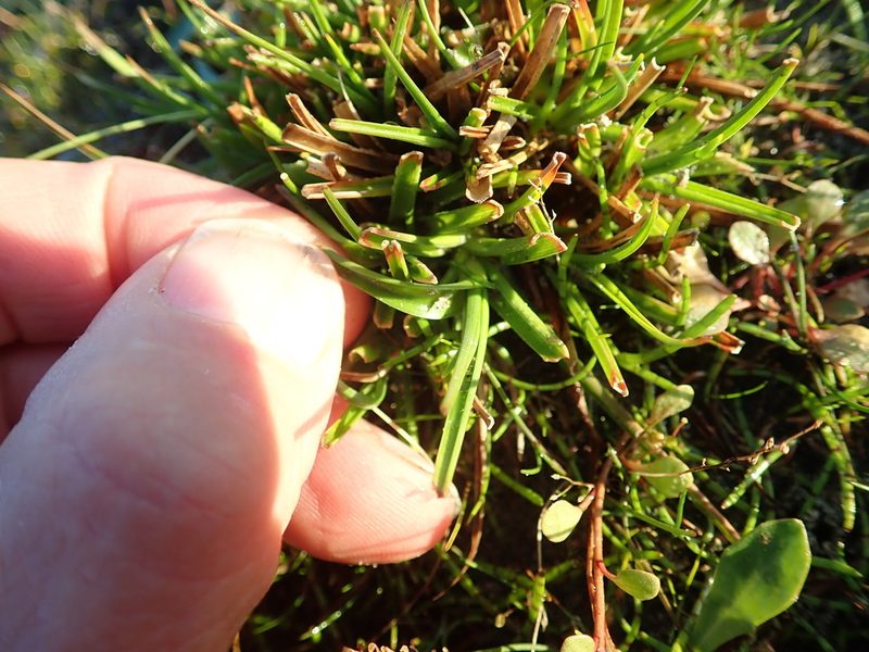 Juncus caespiticius, photographed by Arnim Littek