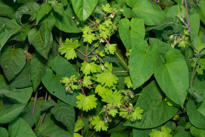 Geranium rotundifolium, photographed by Andrew Skotnicki