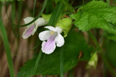 Melittis melissophyllum, photographed by Thorsten Hackbarth