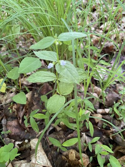 Scutellaria nervosa, photographed by Bonnie Semmling