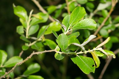Salix atrocinerea, photographed by Andrew Skotnicki