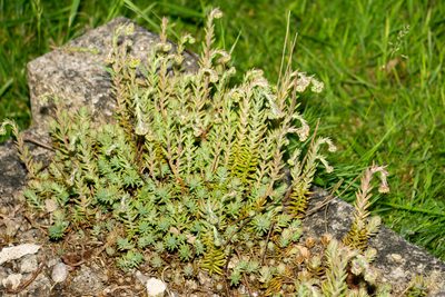 Petrosedum rupestre, photographed by Andrew Skotnicki