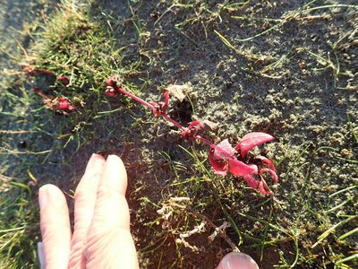Atriplex prostrata