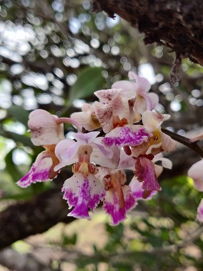 Aerides crispa, photographed by Rohit Naniwadekar