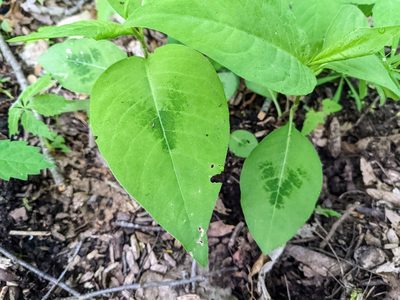 Persicaria virginiana, photographed by Patrick Hanly